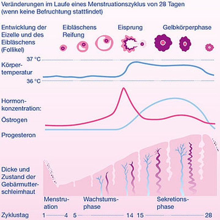 der weibliche Zyklus der weibliche Zyklus