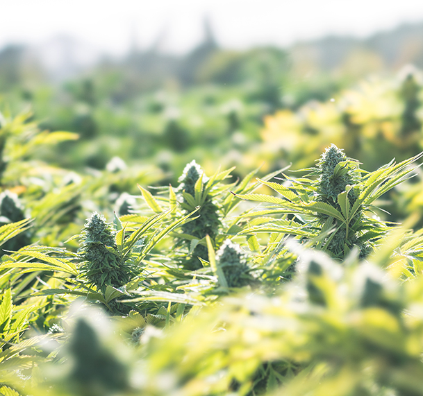 Pressekonferenz zu medizinischem Cannabis STADA spricht mit renommierten Experten ueber grosses Therapiepotenzial